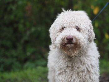 Close-up portrait of a dog