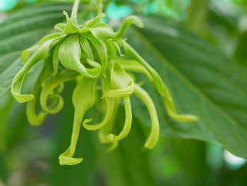 Close-up of green leaves