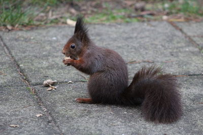 Squirrel sitting in a field