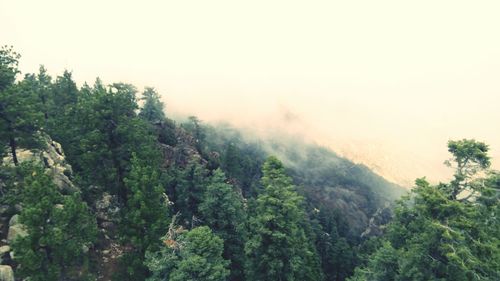 Scenic view of forest against cloudy sky