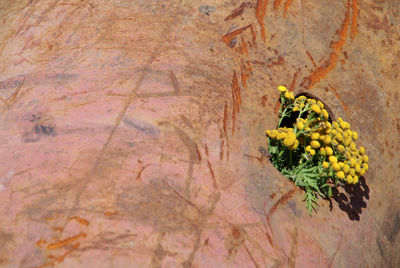 High angle view of yellow flowers blooming outdoors