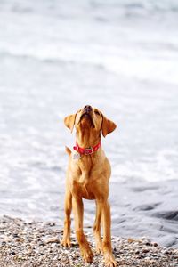 Dog on beach