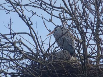 Close-up of bird perching on bare tree during winter