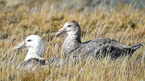 Pair of southern giant petrels