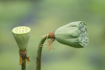 Close-up of fresh white flower buds