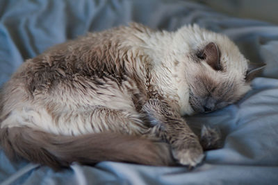 Close-up of a cat sleeping on bed