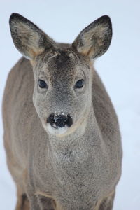 Close-up portrait of deer standing on snow