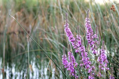 Close-up of purple flowers blooming in field