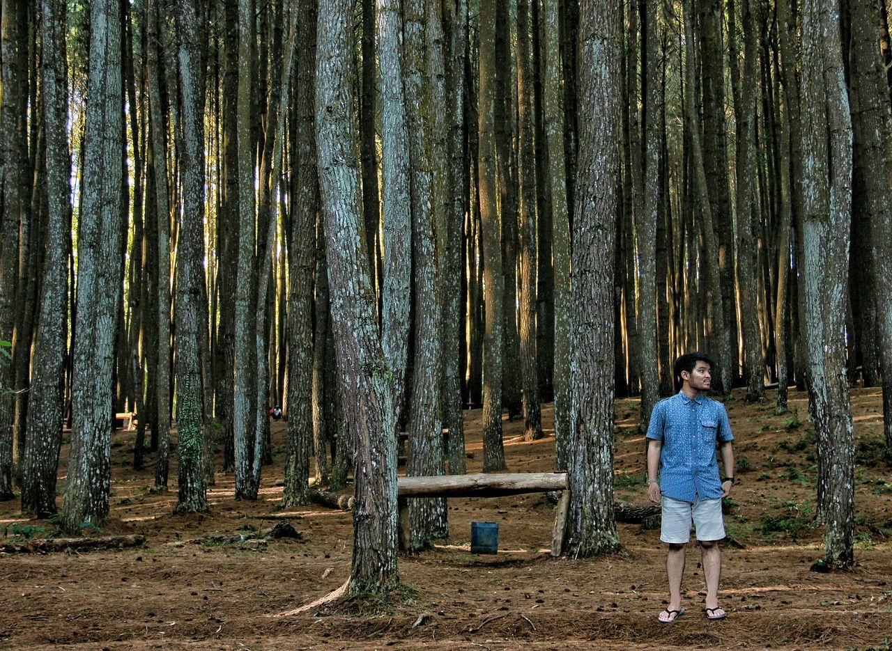 tree, tree trunk, lifestyles, forest, rear view, casual clothing, leisure activity, standing, full length, woodland, tranquility, growth, nature, men, person, walking, day, outdoors