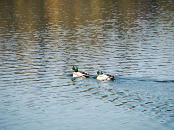 Ducks swimming in lake