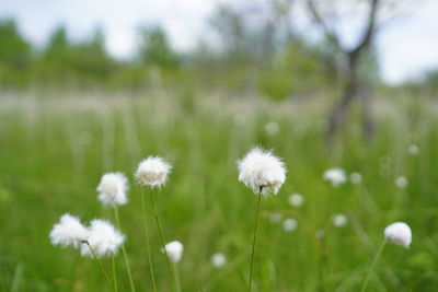 Dandelions on field