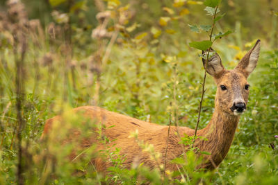 Portrait of deer on field