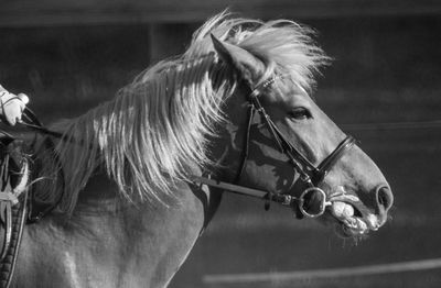 Close-up of horse