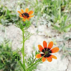 Close-up of red flowers blooming outdoors