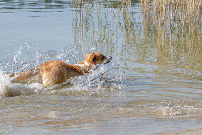 Happy welsh corgi pembroke dog playing and jumping in the water on the sandy beach