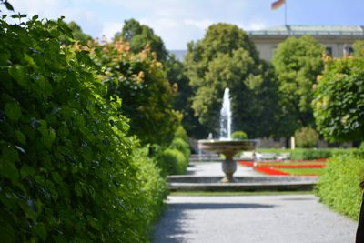 Close-up of fresh green plants in park against sky