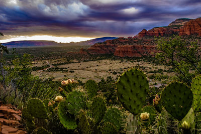 Cactus growing on field against sky at sunset