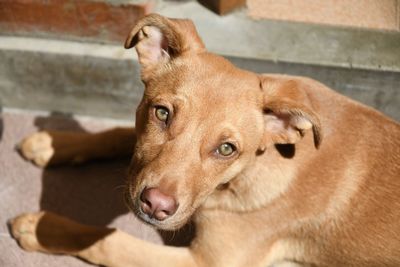 Close-up portrait of a dog