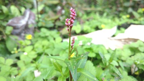 Close-up of pink flower