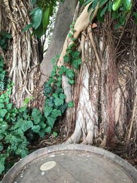 Close-up of tree trunk