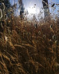 Close-up of crops on field against sky