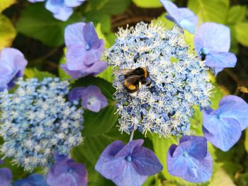 Close-up of bee pollinating on purple flower