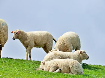 Sheep in a field