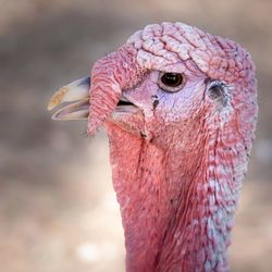 Close-up portrait of a turkey