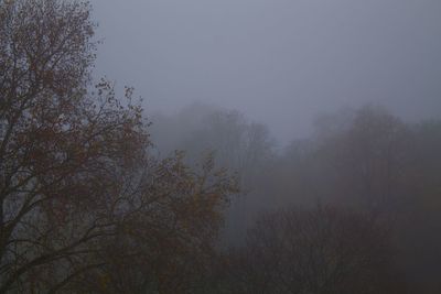 Low angle view of trees against sky
