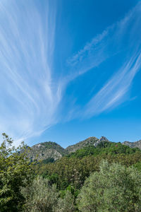 A view of the blue sky's and clouds from the forest's behind marbella, spain