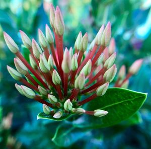 Close-up of flowering plant