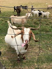 Goats standing on field