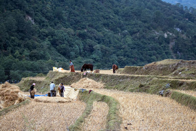 Subsistence farmers in panukha, bhutan