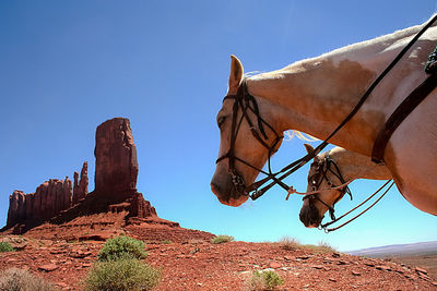 Horse on desert against clear sky