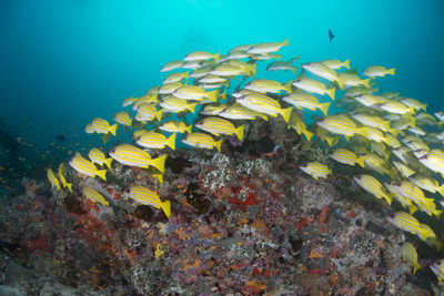 School of blue banded snapper ,wide angle