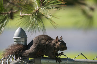 Squirrel on fence
