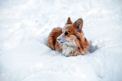Welsh corgi pembroke plays in the white snow on a cold winter day
