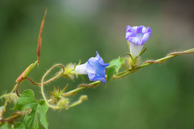 Close-up of purple flowering plant