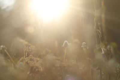 Close-up of plants growing on field against sky