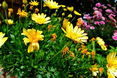 High angle view of yellow flowering plants on field