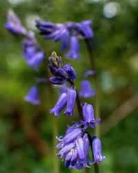 Close-up of purple flowering plant