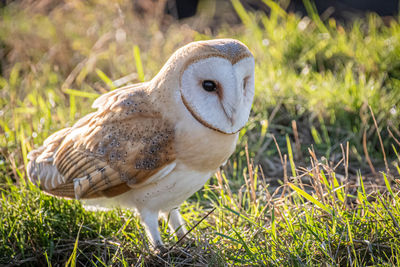 Close-up of owl perching on grass