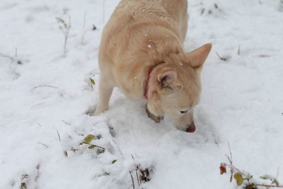 White dog navigating through snowy ground