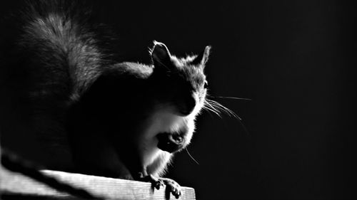 Close-up of cat sitting