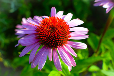 Close-up of purple coneflower