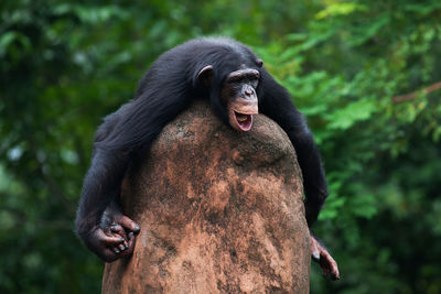 Close-up of chimpanzee on rock