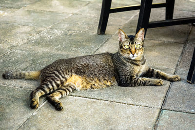 Portrait of cat sitting outdoors