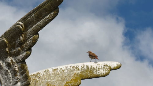 Low angle view of bird perching against sky