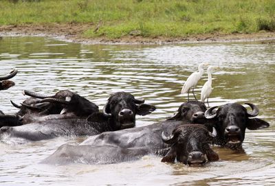 Sheep in a lake