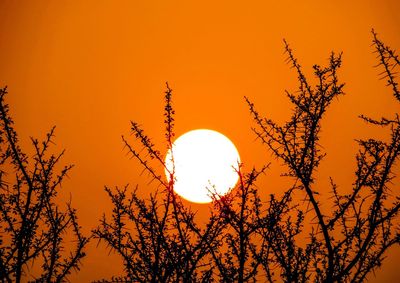 Low angle view of silhouette tree against orange sky